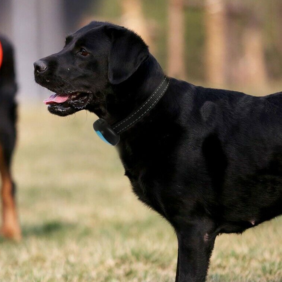 Geen Schok Blaf Halsband - Veilige Hondentraining
